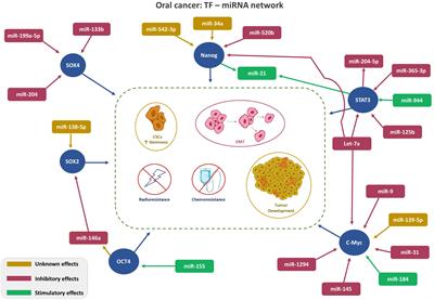 Panoramic view of key cross-talks underpinning the oral squamous cell carcinoma stemness - unearthing the future opportunities